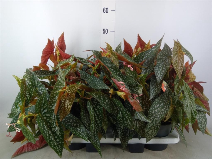 <h4>Begonia BD 'Double Dot'</h4>