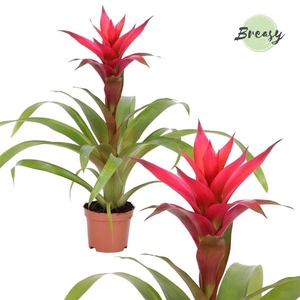 Guzmania Eden