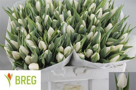 <h4>Tu En White Prince</h4>