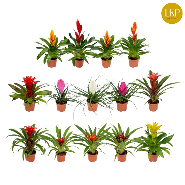 <h4>Bromelia Adventure Gemengd (Met Hoes)</h4>