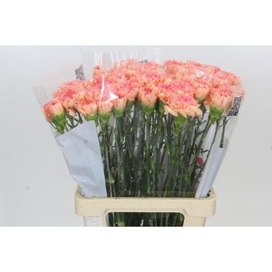 Dianthus St Goopy Geer