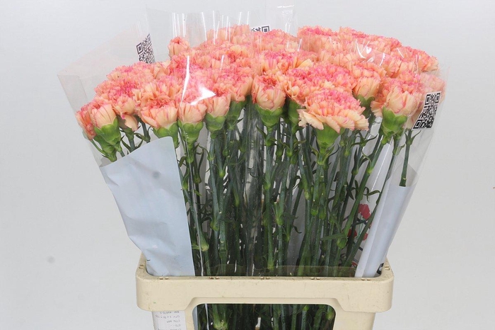 Dianthus St Goopy Geer