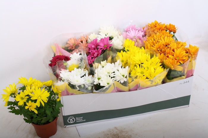 <h4>CHRYS GEM 7 KL</h4>