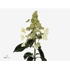 Hydrangea Pan Kyushu