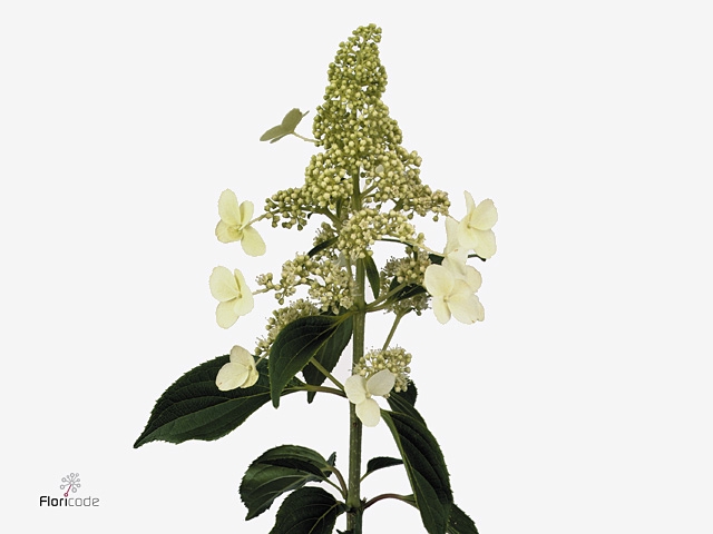Hydrangea Pan Kyushu