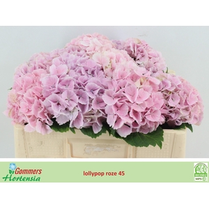 HYDR M CH LOLLYPP RZ