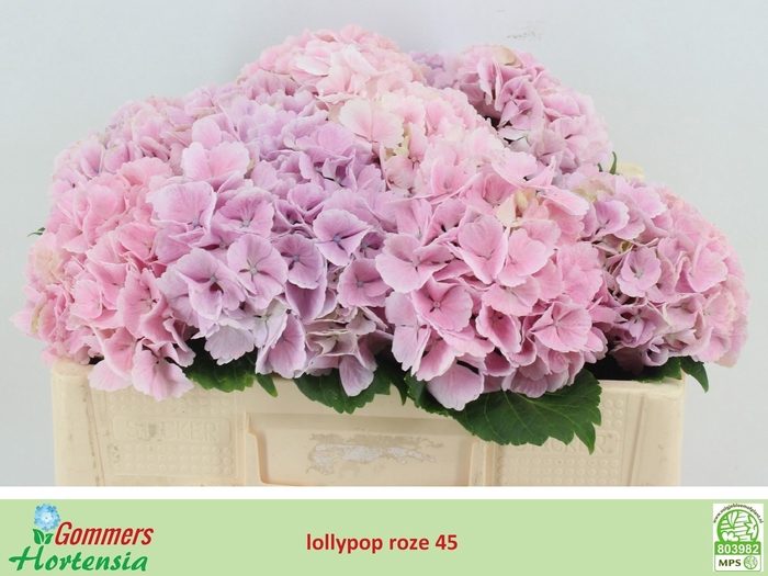 <h4>HYDR M CH LOLLYPP RZ</h4>