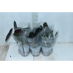 ALOCASIA P12