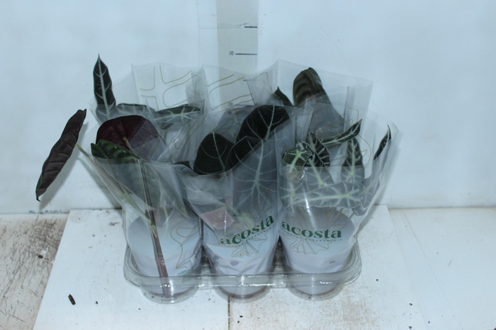 <h4>ALOCASIA P12</h4>