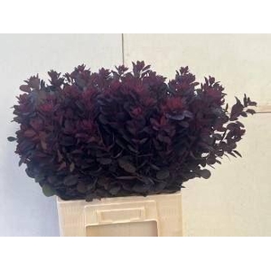 Cotinus cogg. 'Royal Purple'