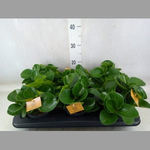 Peperomia obt. 'Green Gold'