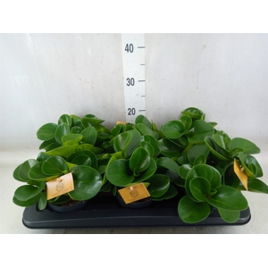 Peperomia obt. 'Green Gold'