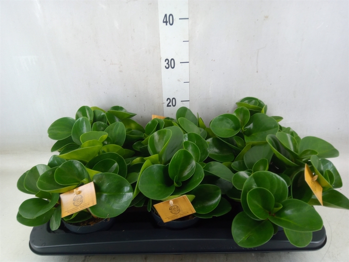 <h4>Peperomia obt. 'Green Gold'</h4>