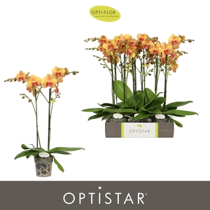 Phalaenopsis ...orange