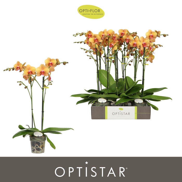 <h4>Phalaenopsis ...orange</h4>