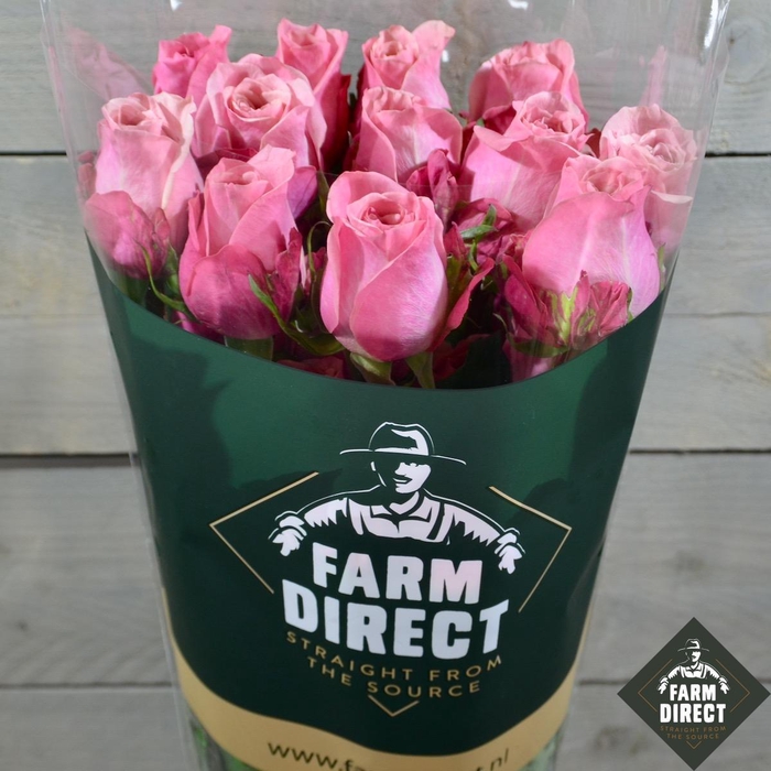 <h4>R GR FUSION</h4>