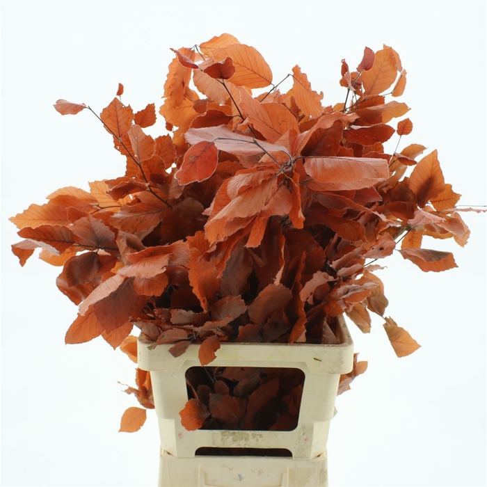 <h4>Pres Beech Leafs Red</h4>