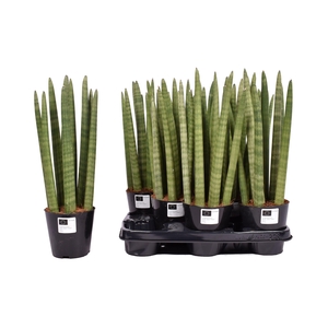 SANSEV CYLINDRICA OV