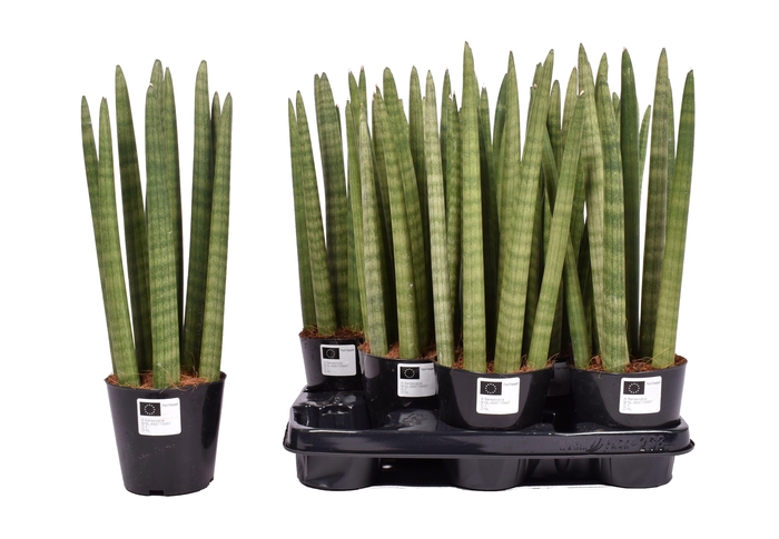 SANSEV CYLINDRICA OV