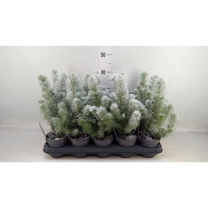 Pinus pinea 'Silver Crest'