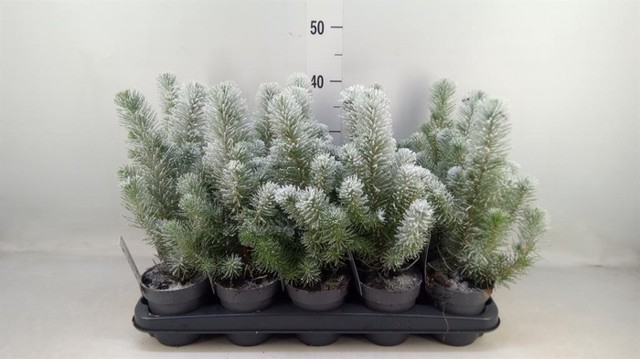 <h4>Pinus pinea 'Silver Crest'</h4>