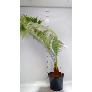 Dicksonia antarctica