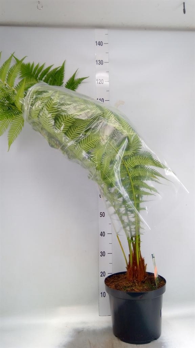 <h4>Dicksonia antarctica</h4>
