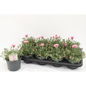 RHODAN H ZAGORA PINK