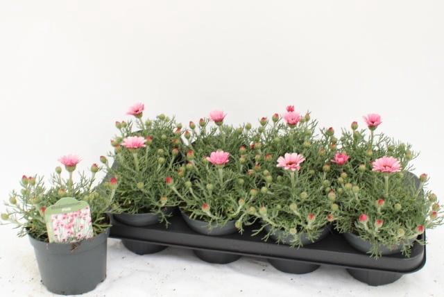 <h4>RHODAN H ZAGORA PINK</h4>