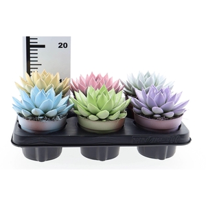 Echeveria  'Miranda'