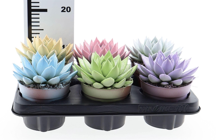 <h4>Echeveria  'Miranda'</h4>