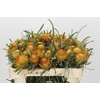 Banksia Dryandra