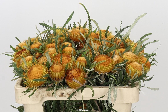 <h4>Banksia Dryandra</h4>