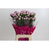 Dianthus St Damascus