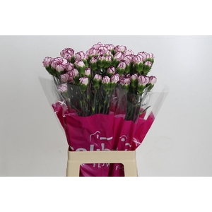 Dianthus St Damascus