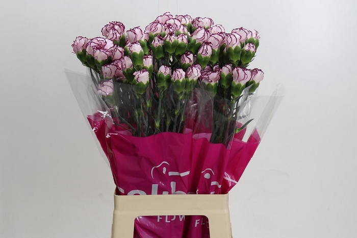 <h4>Dianthus St Damascus</h4>