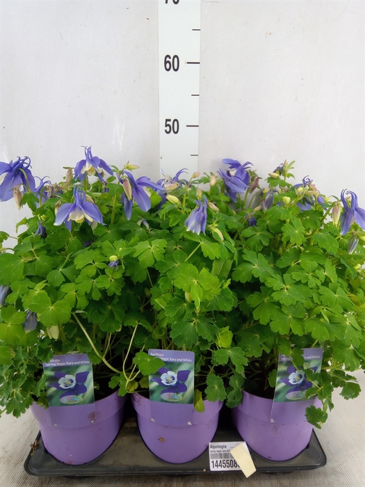 <h4>Aquilegia   ...</h4>