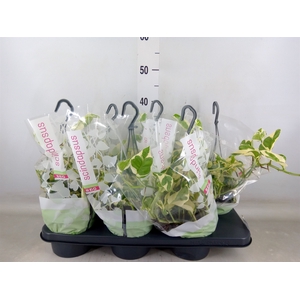 Epipremnum pinn. 'NJoy'