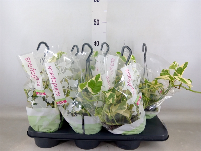 <h4>Epipremnum pinn. 'NJoy'</h4>