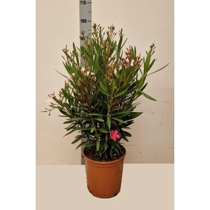 NERI OLEANDER