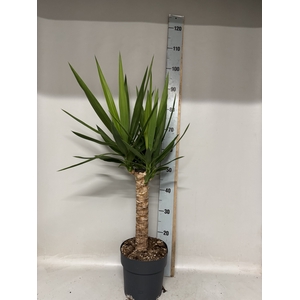 YUC ELEPHANTIPES
