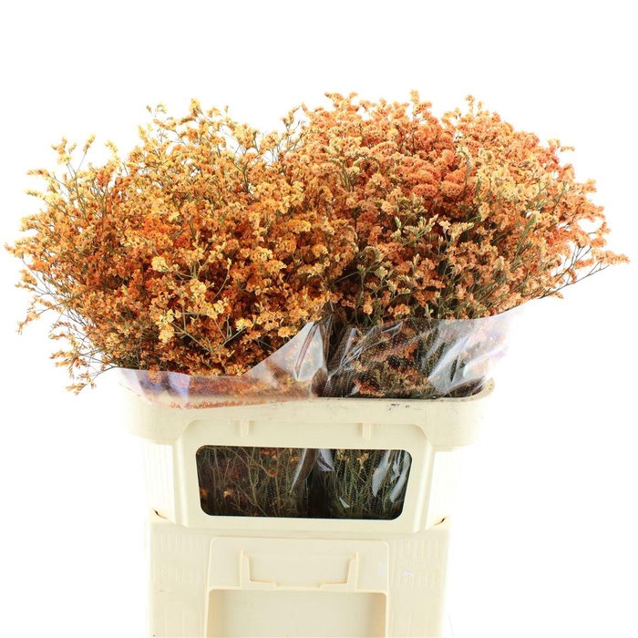 <h4>Limonium Abs Orange</h4>