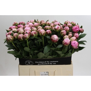 Paeonia Sarah Bernhardt