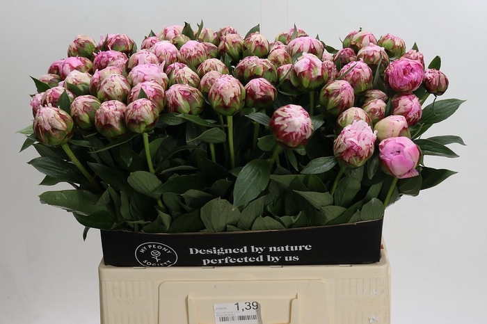 <h4>Paeonia Sarah Bernhardt</h4>