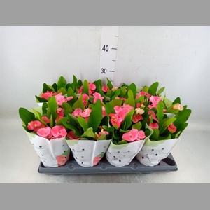 Euphorbia milii   ...