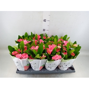 Euphorbia milii   ...