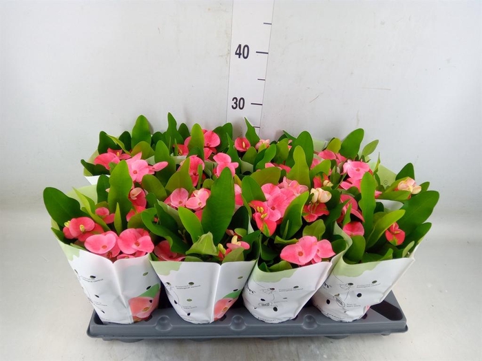 <h4>Euphorbia milii   ...</h4>