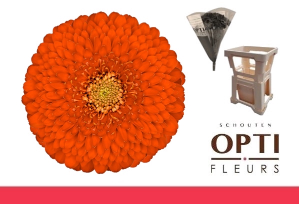 <h4>GE MB POMPONI FOZZIE-Water hoes</h4>