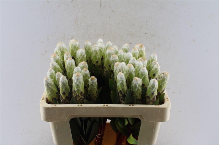 <h4>Protea Mundi White C</h4>