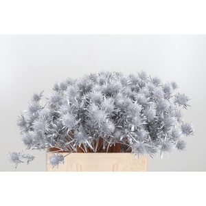 Eryn Supernova Kl Bh Zilver